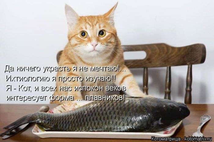 Кращі котоматриці тижні (50 фото)