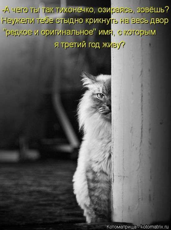 Кращі котоматриці тижні (50 фото)