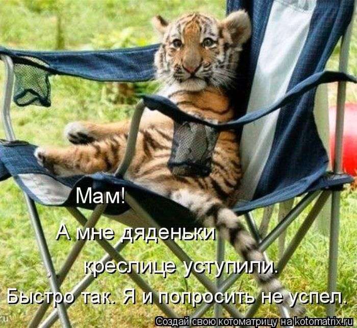 Кращі котоматриці тижні (50 фото)
