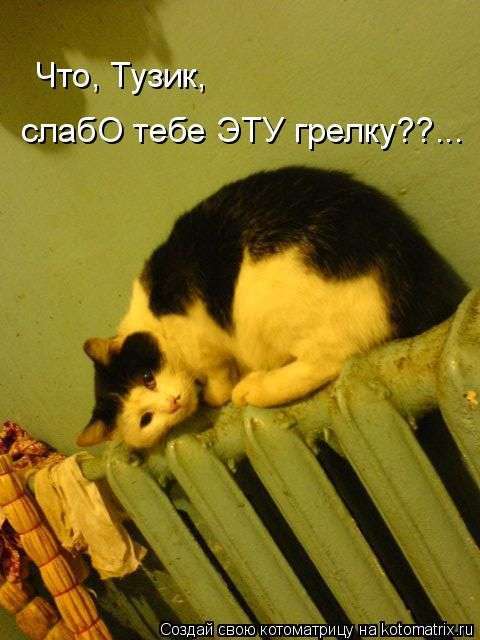 Кращі котоматриці тижні (50 фото)