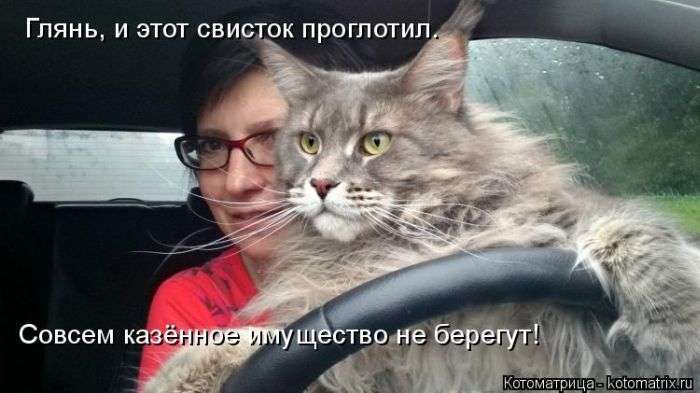 Кращі котоматриці тижні (50 фото)