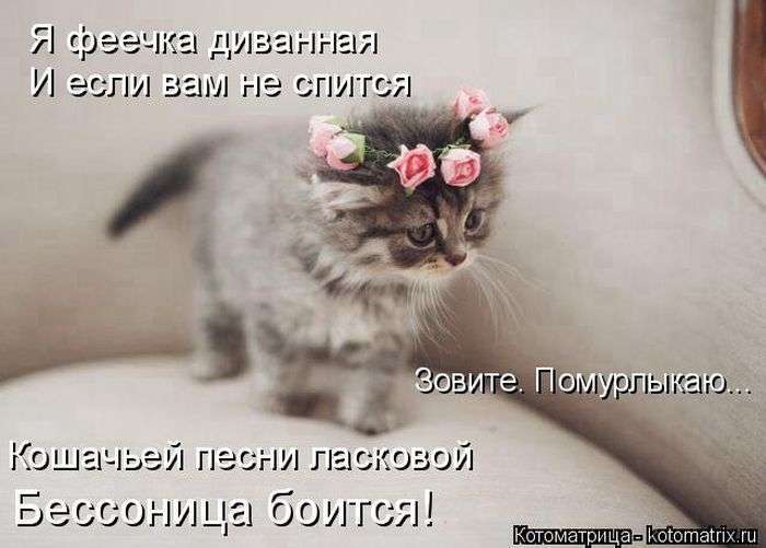 Кращі котоматриці тижні (50 фото)