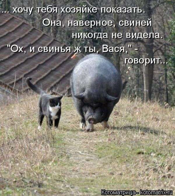Кращі котоматриці тижні (50 фото)