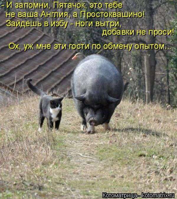 Кращі котоматриці тижні (50 фото)