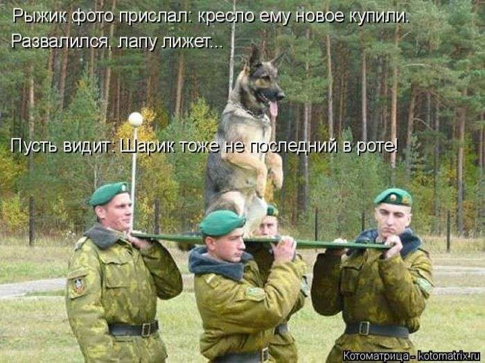 Кращі котоматриці тижні (50 фото)