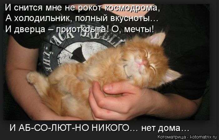Кращі котоматриці тижні (50 фото)