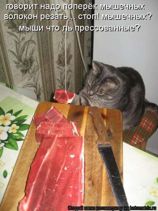 Кращі котоматриці тижні (50 фото)
