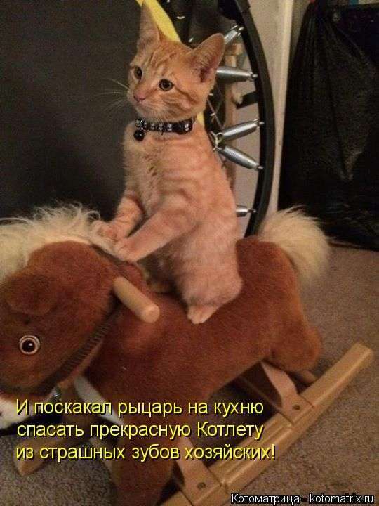 Кращі котоматриці тижні (50 фото)