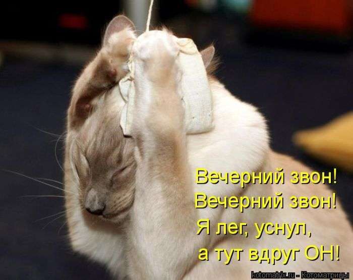 Кращі котоматриці тижні (50 фото)