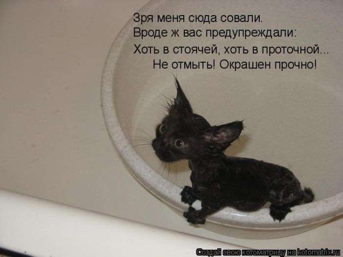 Кращі котоматриці тижні (50 фото)