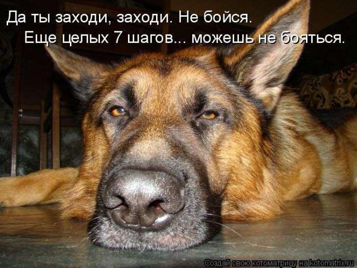 Кращі котоматриці тижні (50 фото)