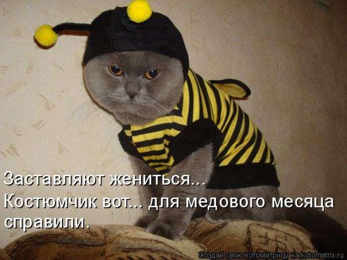 Кращі котоматриці тижні (50 фото)