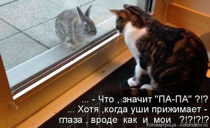 Кращі котоматриці тижні (50 фото)