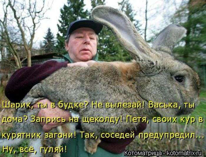 Кращі котоматриці тижні (50 фото)