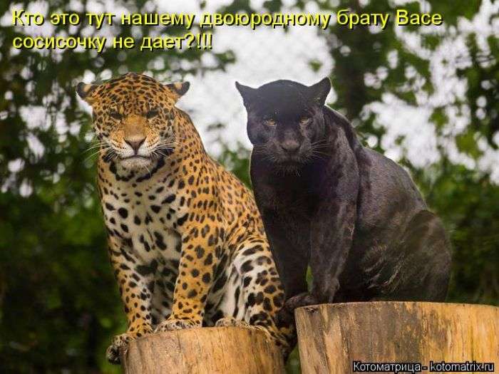 Кращі котоматриці тижні (50 фото)