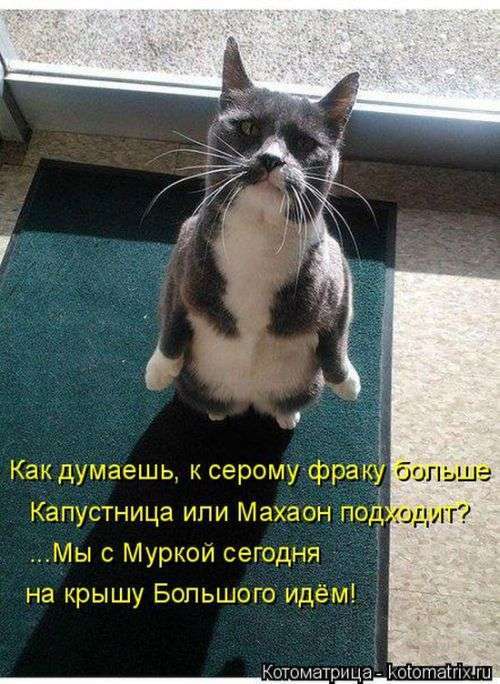 Кращі котоматриці тижні (50 фото)