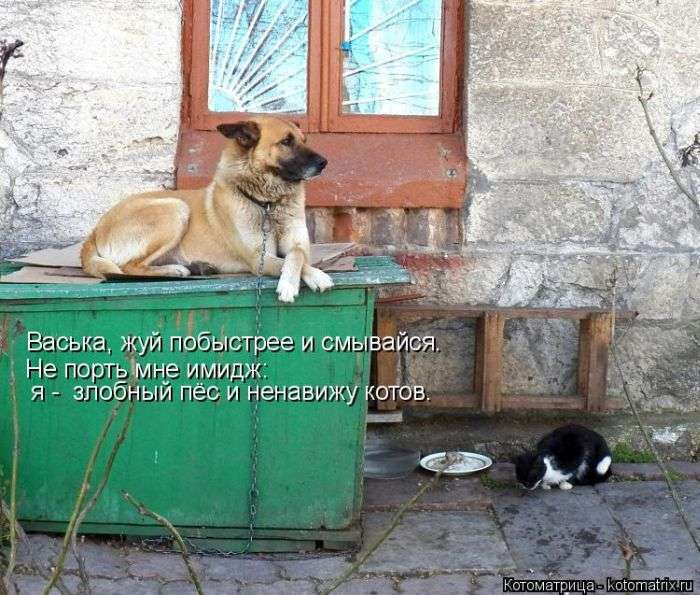 Кращі котоматриці тижні (50 фото)
