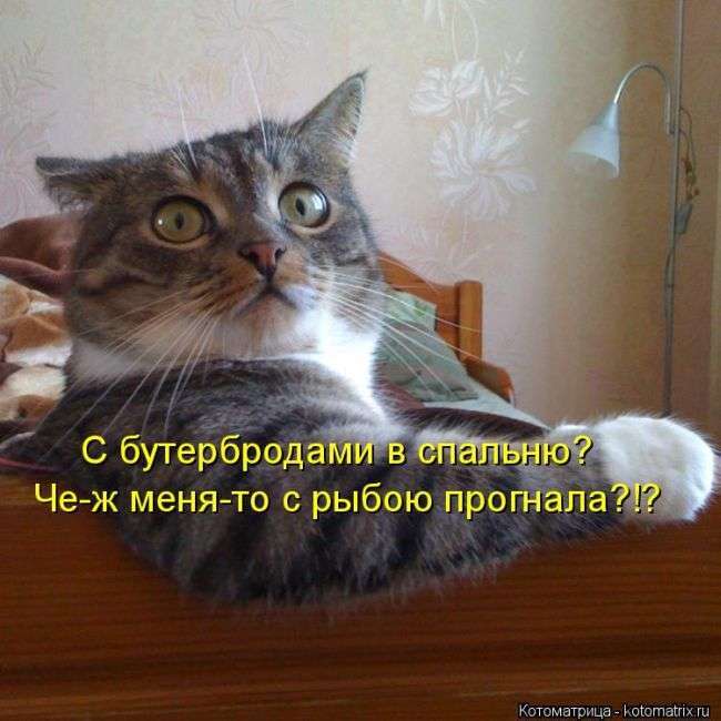 Кращі котоматриці тижні (50 фото)