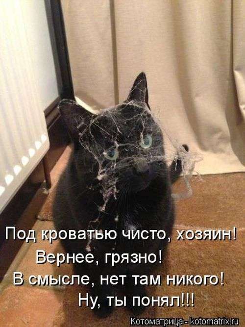 Кращі котоматриці тижні (50 фото)