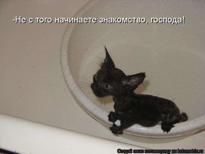 Кращі котоматриці тижні (50 фото)