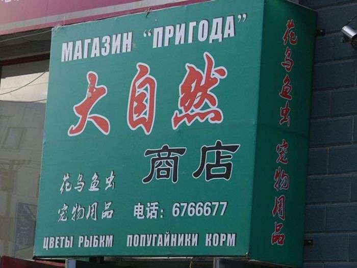 Забавні вивіски російською мовою з Китаю (41 фото)