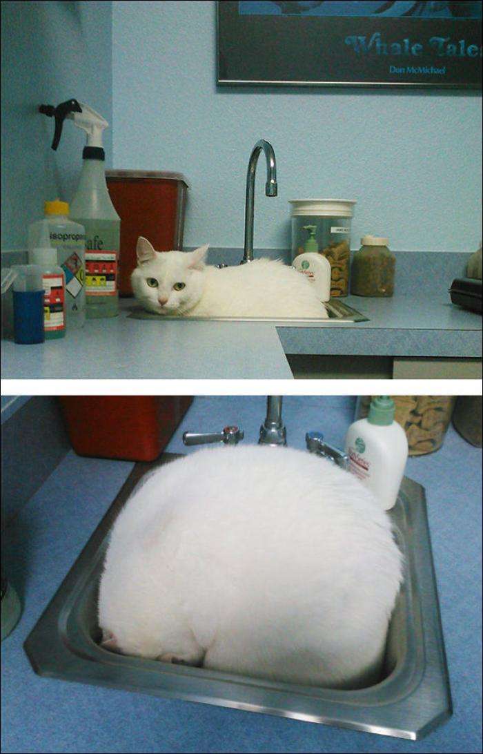 Коти, які зрозуміли, що їх привезли до ВЕТЕРИНАРА! (14 фото)