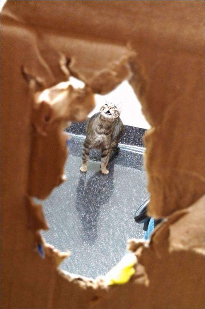 Коти, які зрозуміли, що їх привезли до ВЕТЕРИНАРА! (14 фото)