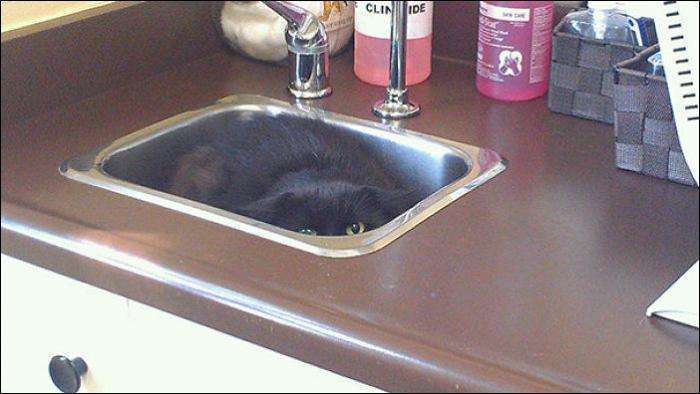 Коти, які зрозуміли, що їх привезли до ВЕТЕРИНАРА! (14 фото)