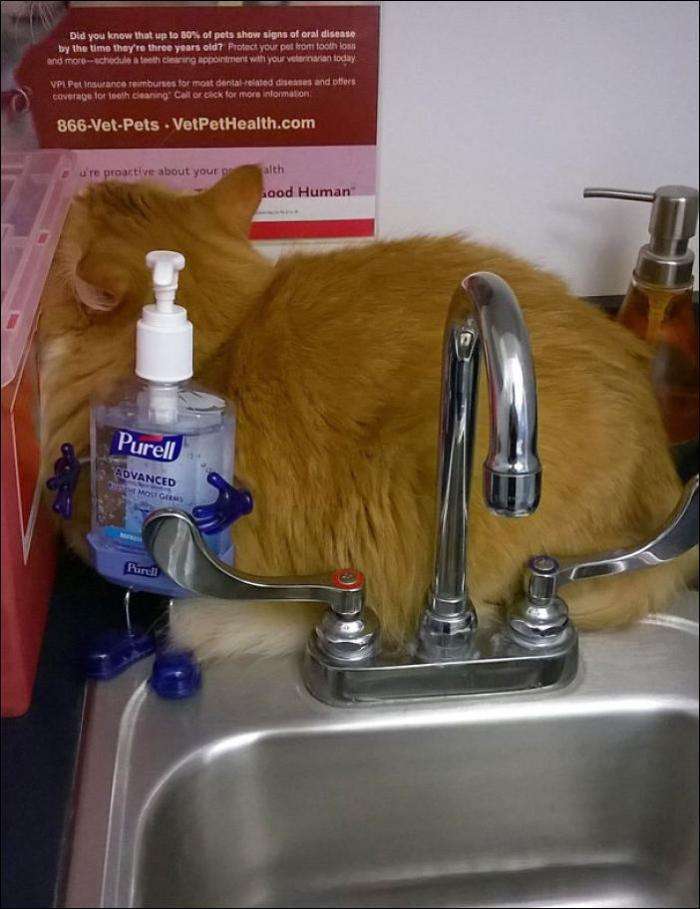 Коти, які зрозуміли, що їх привезли до ВЕТЕРИНАРА! (14 фото)