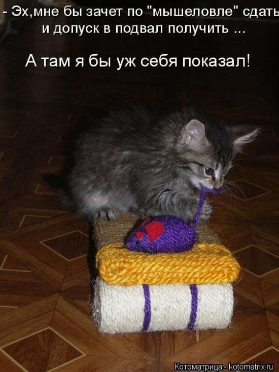 Кращі котоматриці тижні (50 фото)