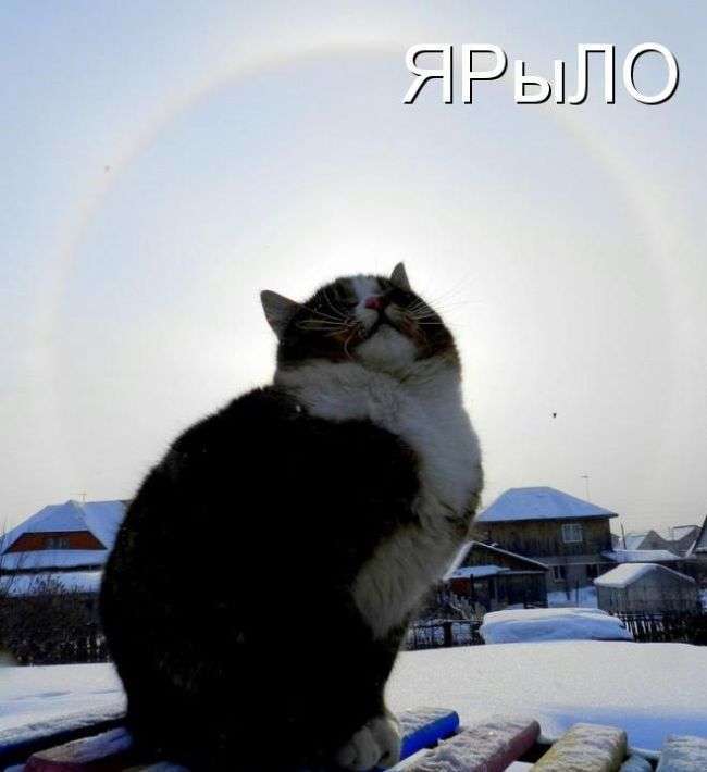 Кращі котоматриці тижні (50 фото)