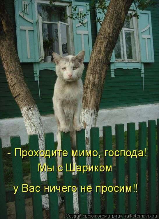 Кращі котоматриці тижні (50 фото)