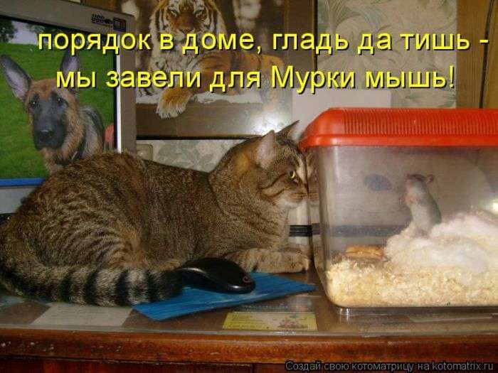 Кращі котоматриці тижні (50 фото)