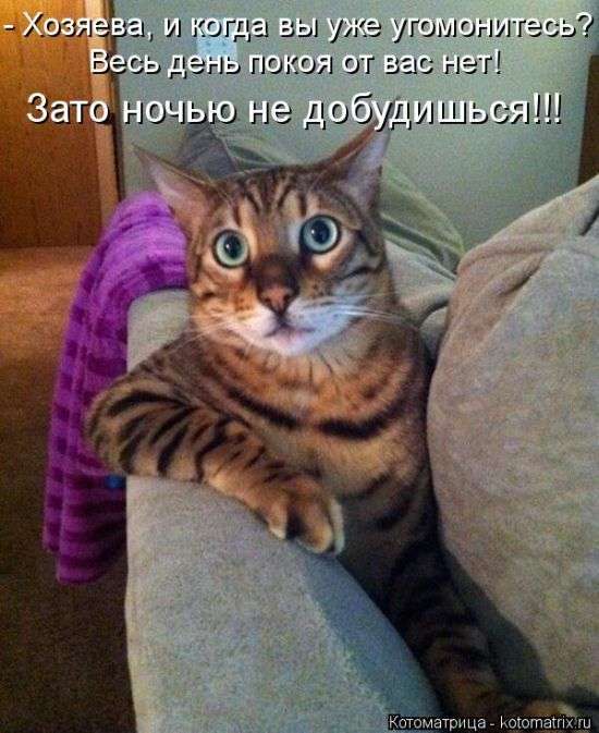 Кращі котоматриці тижні (50 фото)