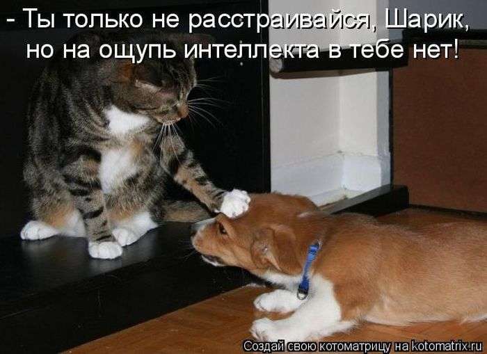 Кращі котоматриці тижні (50 фото)