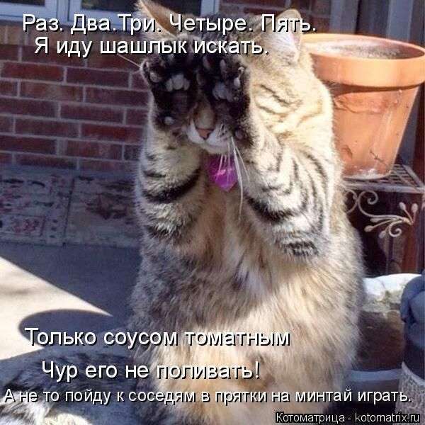 Кращі котоматриці тижні (50 фото)