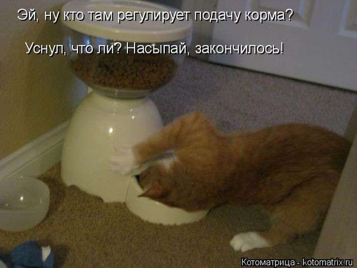 Кращі котоматриці тижні (50 фото)