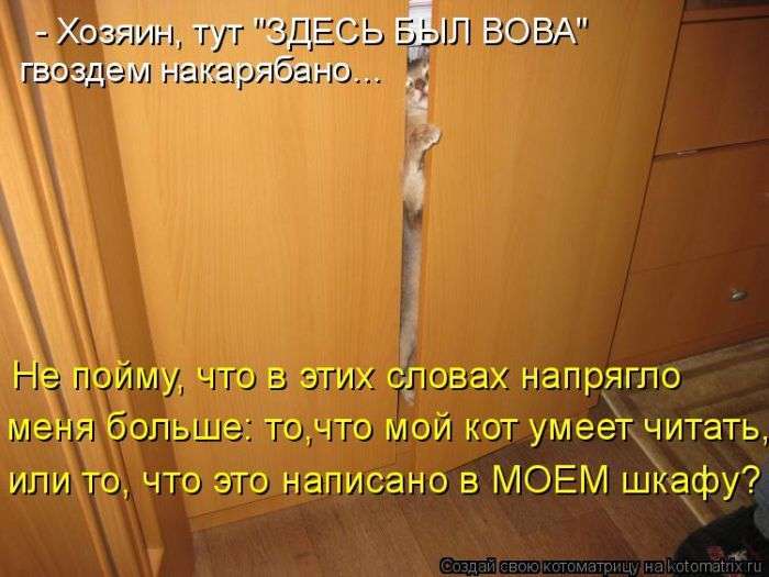 Кращі котоматриці тижні (50 фото)
