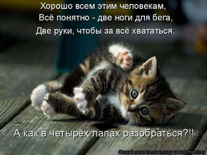 Кращі котоматриці тижні (50 фото)