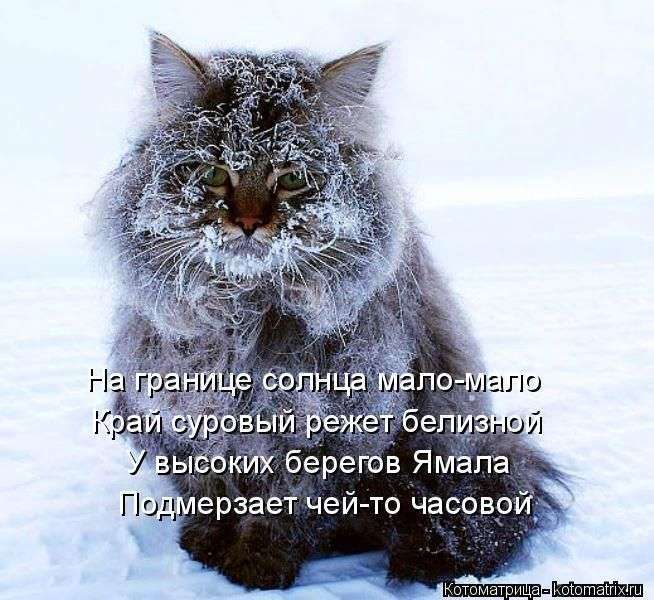 Кращі котоматриці тижні (50 фото)