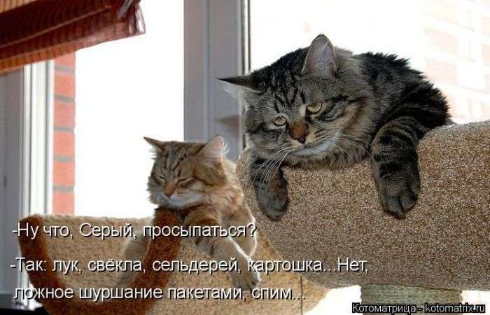 Кращі котоматриці тижні (50 фото)