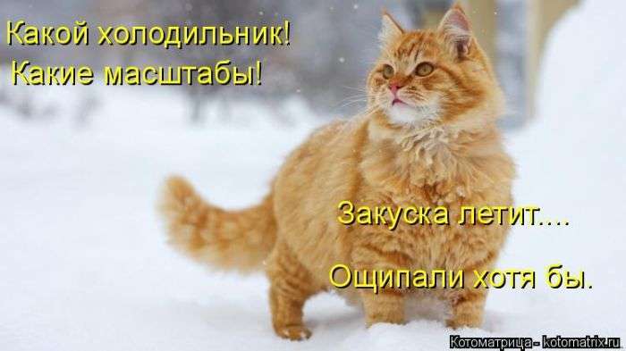 Кращі котоматриці тижні (50 фото)