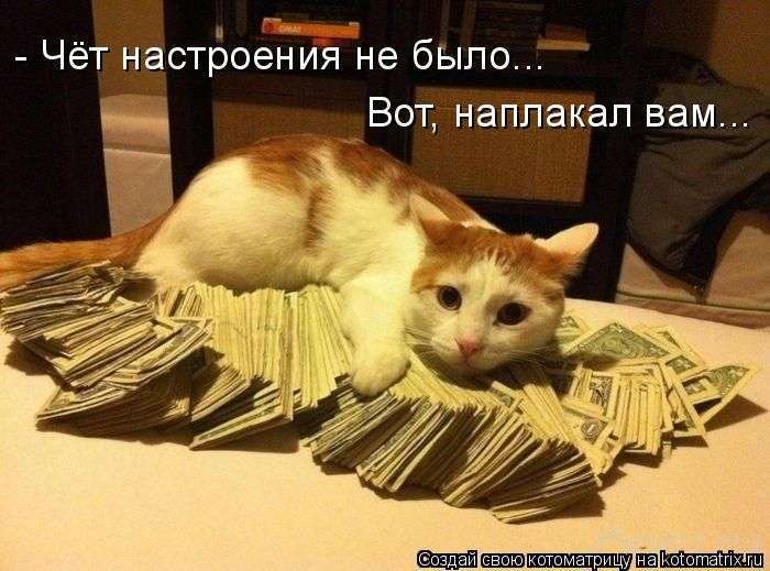 Кращі котоматриці тижні (50 фото)