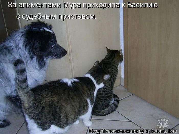 Кращі котоматриці тижні (50 фото)