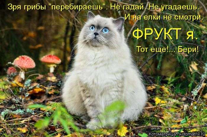 Кращі котоматриці тижні (50 фото)