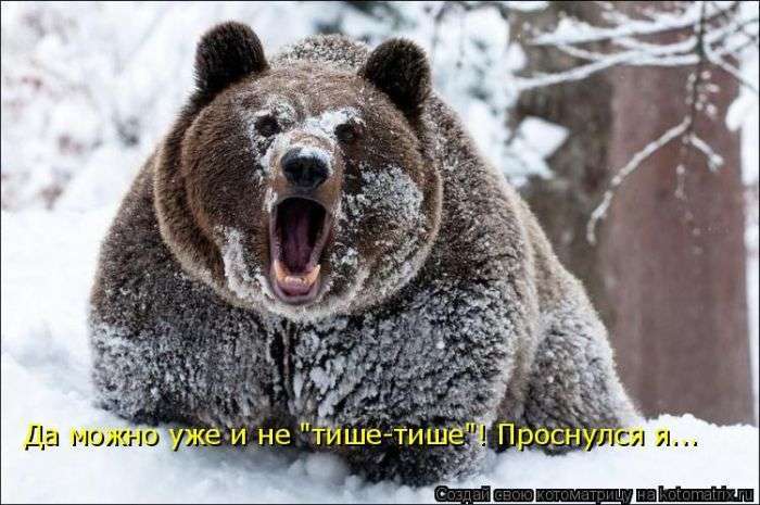 Кращі котоматриці тижні (50 фото)