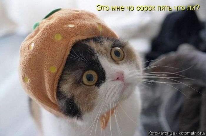 Кращі котоматриці тижні (50 фото)