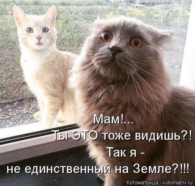 Кращі котоматриці тижні (50 фото)