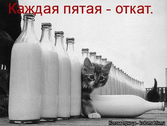 Кращі котоматриці тижні (50 фото)
