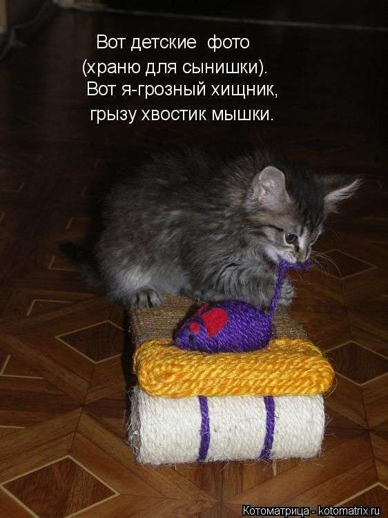 Кращі котоматриці тижні (50 фото)
